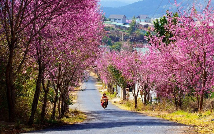 SaPa mùa xuân - Rực rỡ bởi những sắc hoa.