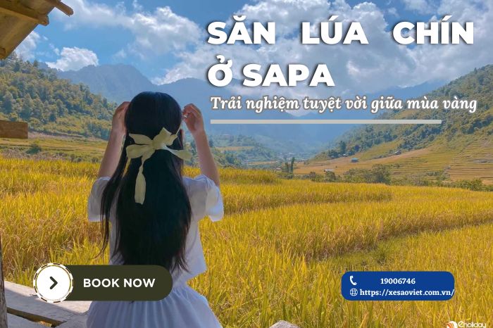 Săn lúa chín ở SaPa - Trải nghiệm tuyệt vời giữa mùa vàng.