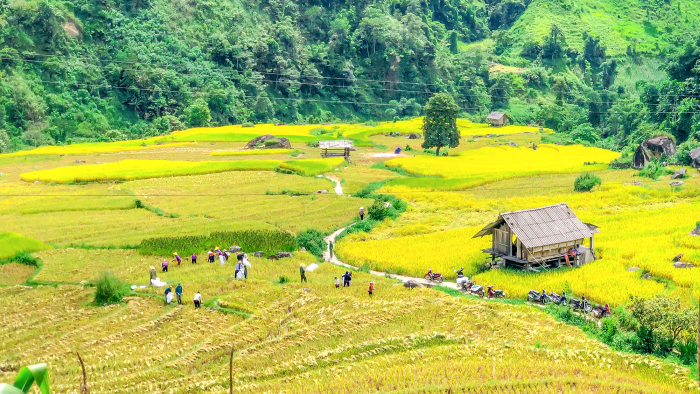 Trải nghiệm gặt lúa cùng người dân ở SaPa.