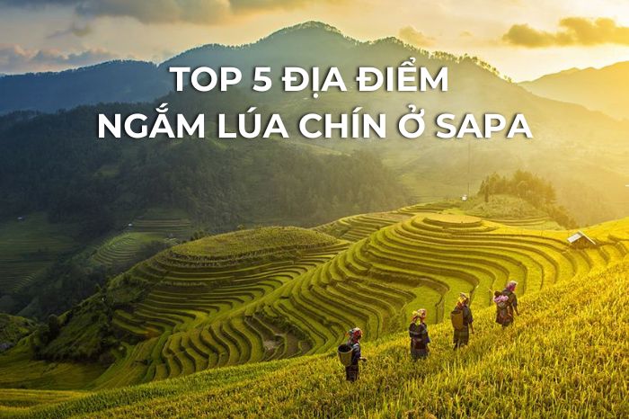 Top 5 địa điểm ngắm lúa chín ở SaPa.