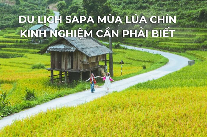 Du lịch SaPa mùa lúa chín - Kinh nghiệm cần phải biết.