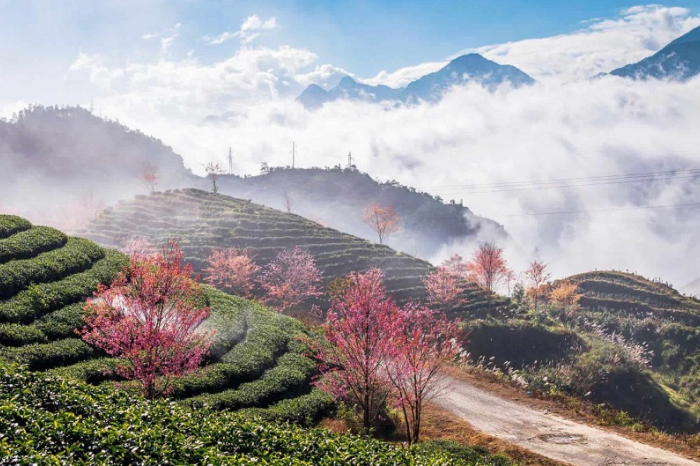 Giới thiệu về đồi chè Ô Long SaPa. 