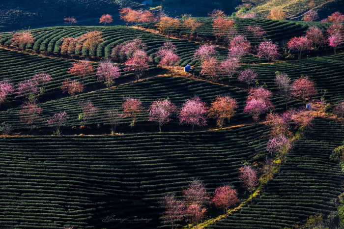 Thời điểm lý tưởng để ghé thăm đồi chè Ô Long SaPa. 