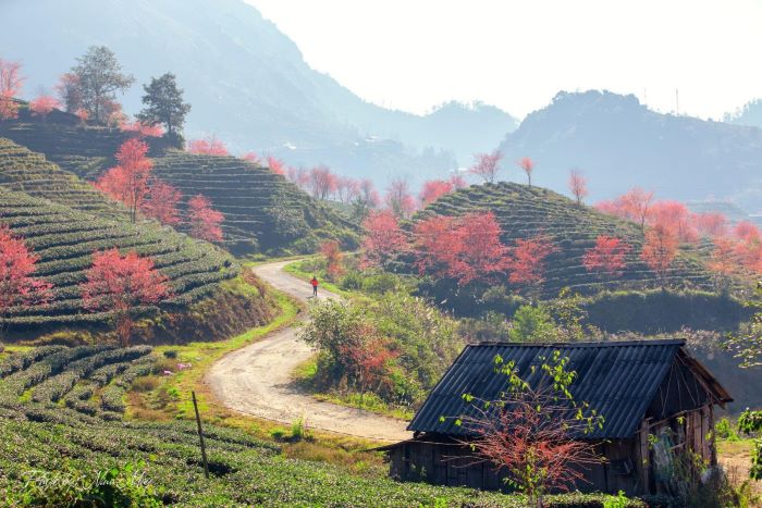 Khung cảnh SaPa mùa mai anh đào nở hoa.