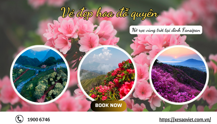Vẻ đẹp hoa đỗ quyên