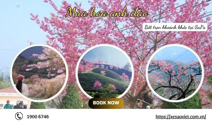 mùa hoa anh đào