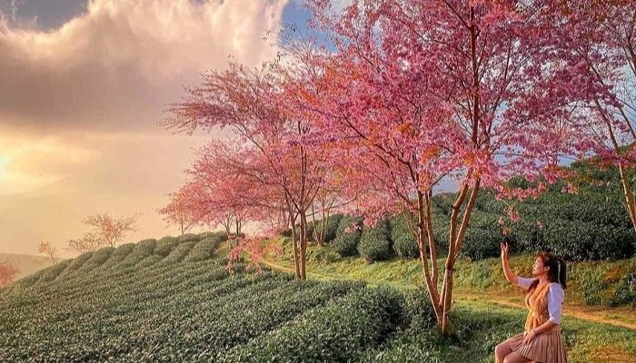 Đồi chè Ô Long SaPa cách trung tâm thị xã khoảng 7 km