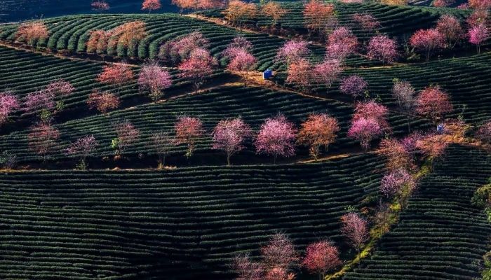 Mai anh đào đồi chè Ô Long SaPa nở rộ vào cuối tháng 12 đến tháng 1