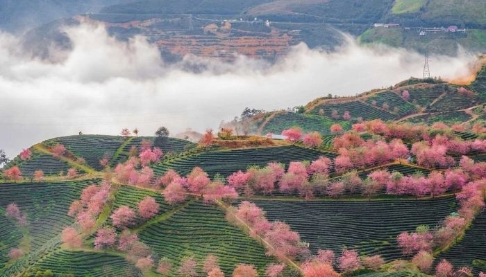 Ngắm trọn thiên nhiên thơ mộng khi vào mùa mai anh đào đồi chè Ô Long SaPa