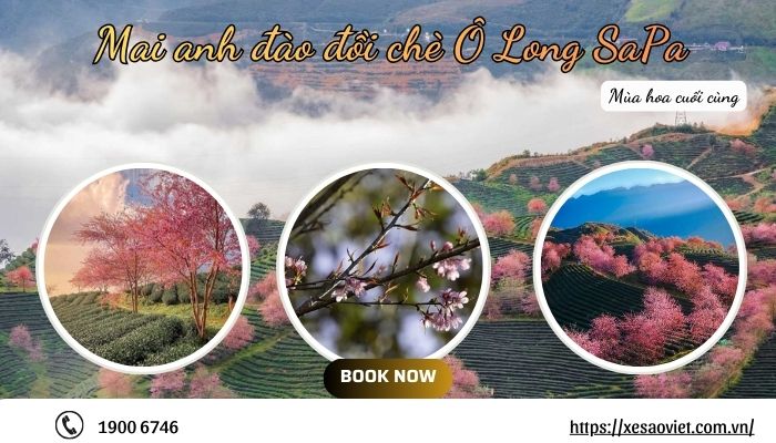 Mai anh đào đồi chè Ô Long SaPa