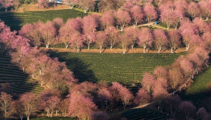 Thời tiết SaPa tháng 4 dịu nhẹ, lý tưởng cho du lịch