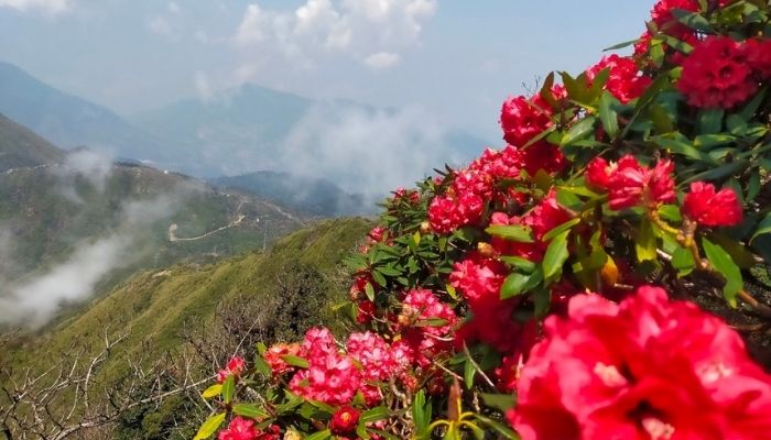 Tháng 3 - mùa hoa đỗ quyên SaPa nở rộ đẹp nhất