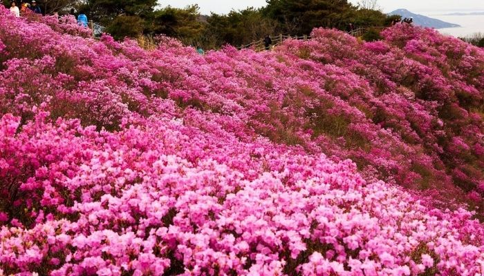Hoa đỗ quyên nở rực tại các bản làng vùng cao