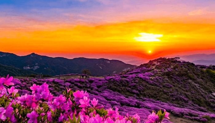 Lên lịch trình hợp lý để tận hưởng mùa hoa đỗ quyên đẹp nhất