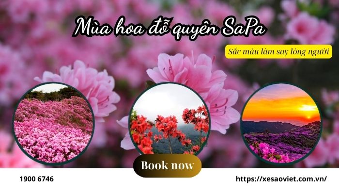 Mùa hoa đỗ quyên SaPa